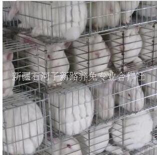 良種兔圖片/良種兔樣板圖 (2)