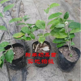 甜羊奶果果樹苗 批發(fā)圖片