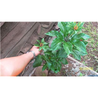 滇重樓種苗圖片/滇重樓種苗樣板圖 (1)