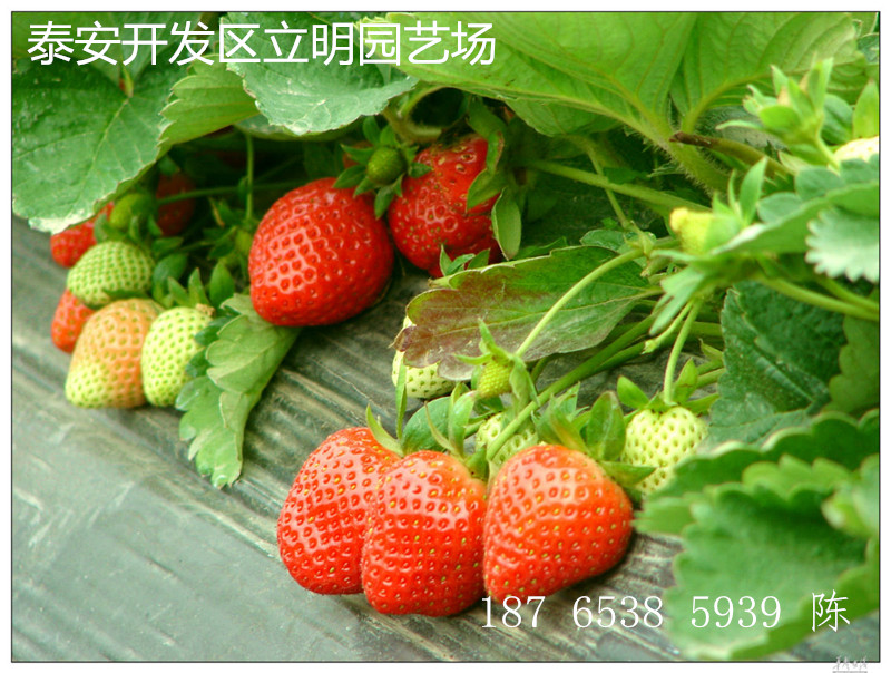 供應(yīng)草莓苗 章姬草莓苗 草莓苗批發(fā)商