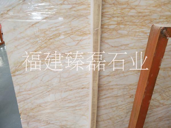 金蜘蛛圖片/金蜘蛛樣板圖 (2)