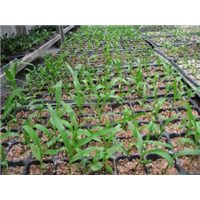 紫花三叉白芨種苗圖片