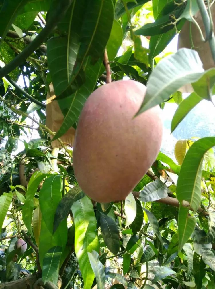 芒果圖片/芒果樣板圖 (2)