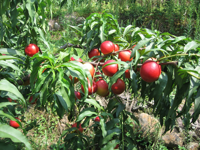 油桃圖片/油桃樣板圖 (2)