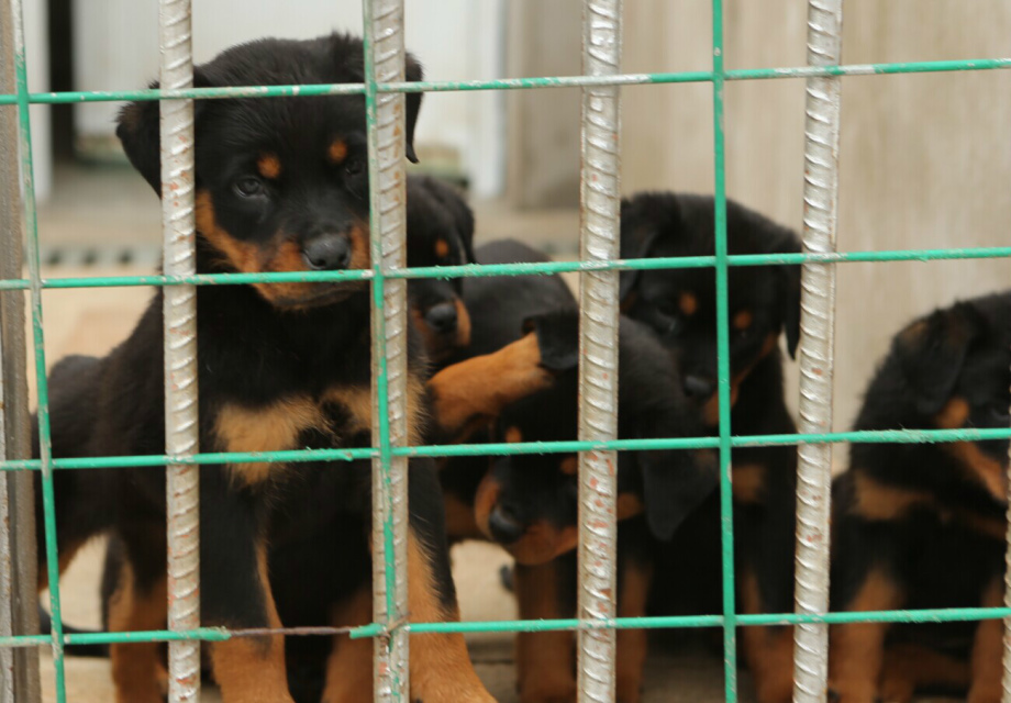 云南哪里出售賣羅威納犬昆明狗場(chǎng)純種羅威納專賣