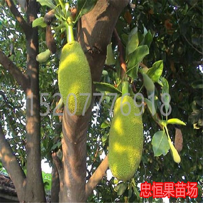 菠蘿蜜樹苗圖片/菠蘿蜜樹苗樣板圖 (3)