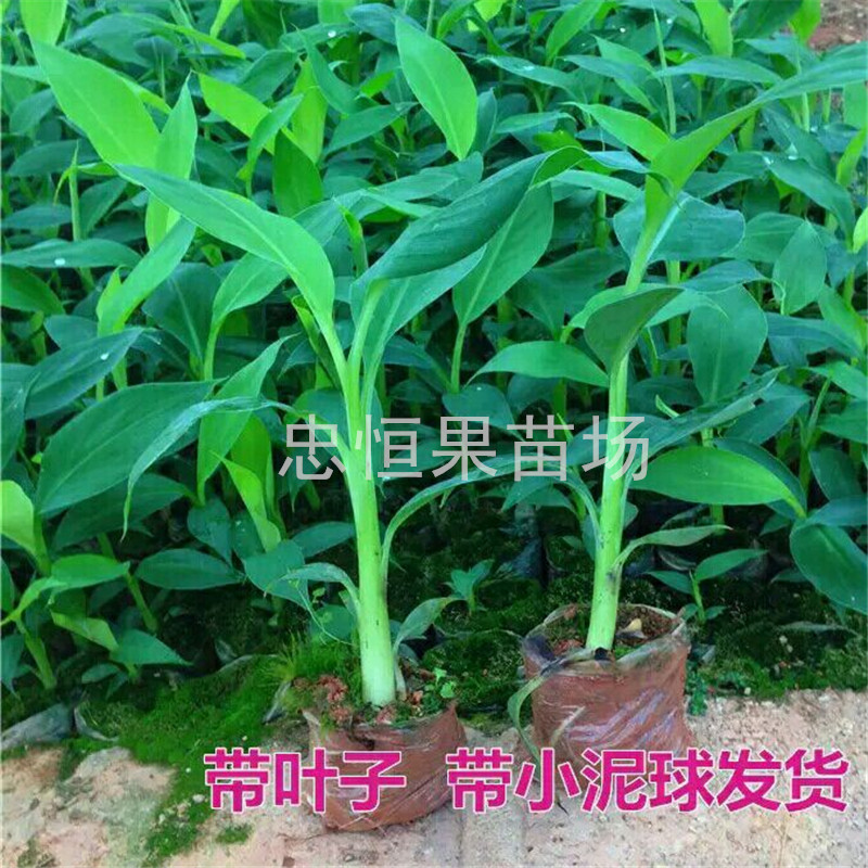 皇帝蕉圖片/皇帝蕉樣板圖 (3)