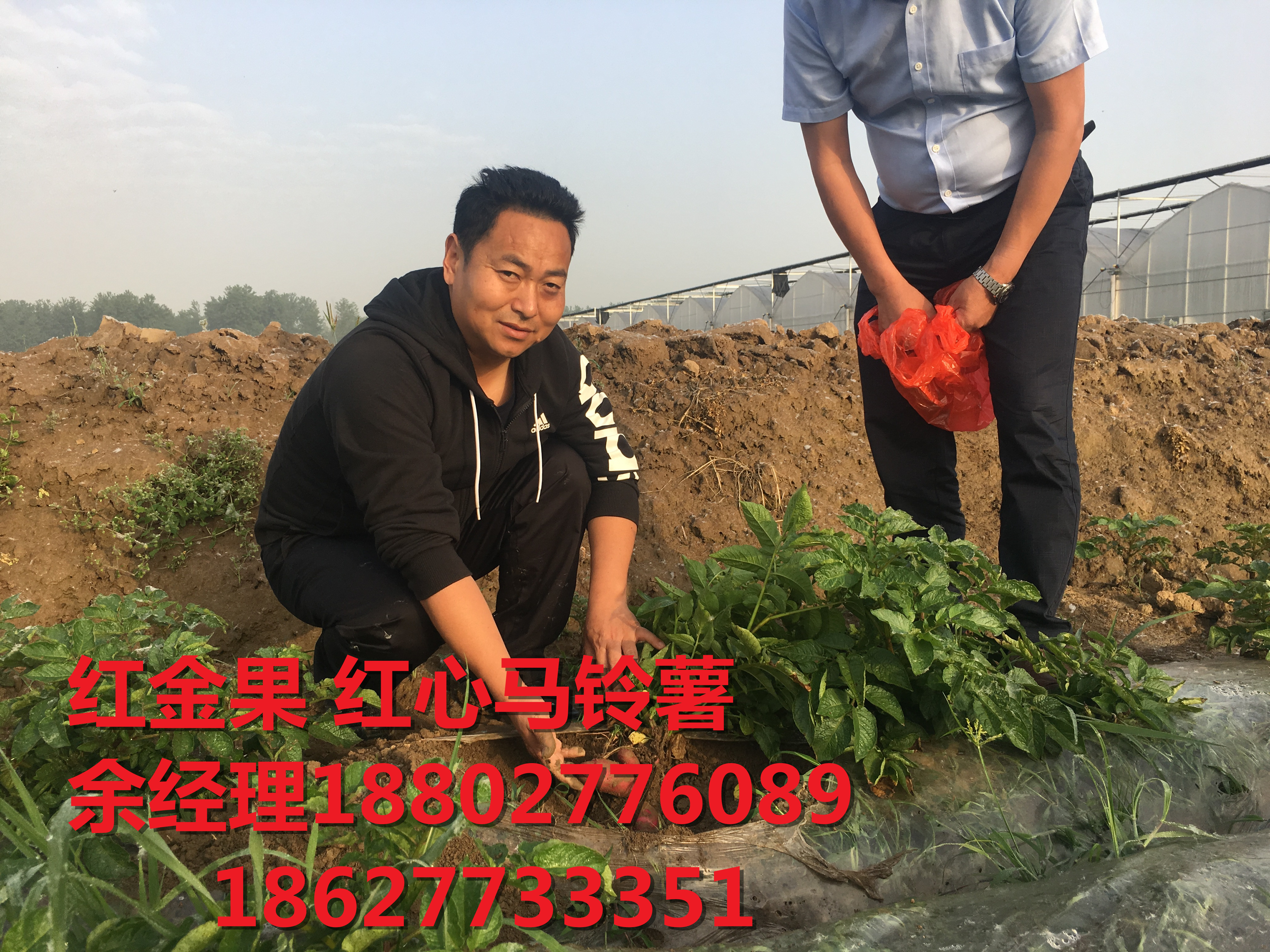 紅心土豆主糧化 紅心馬鈴薯贏得國內(nèi)外食品市場