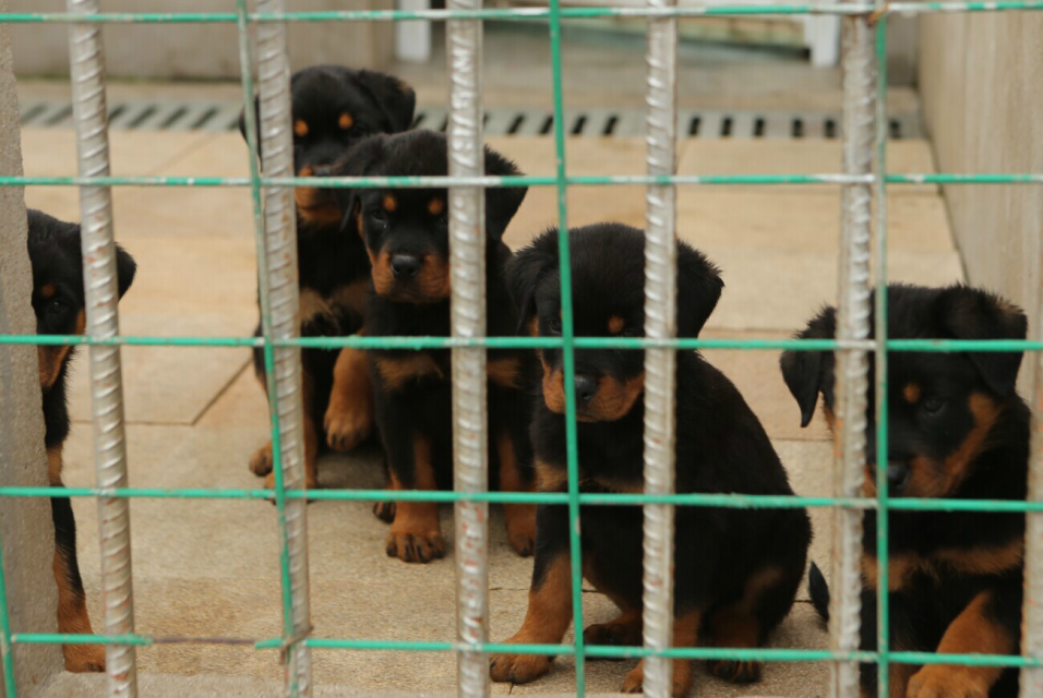 羅威納犬圖片/羅威納犬樣板圖 (2)