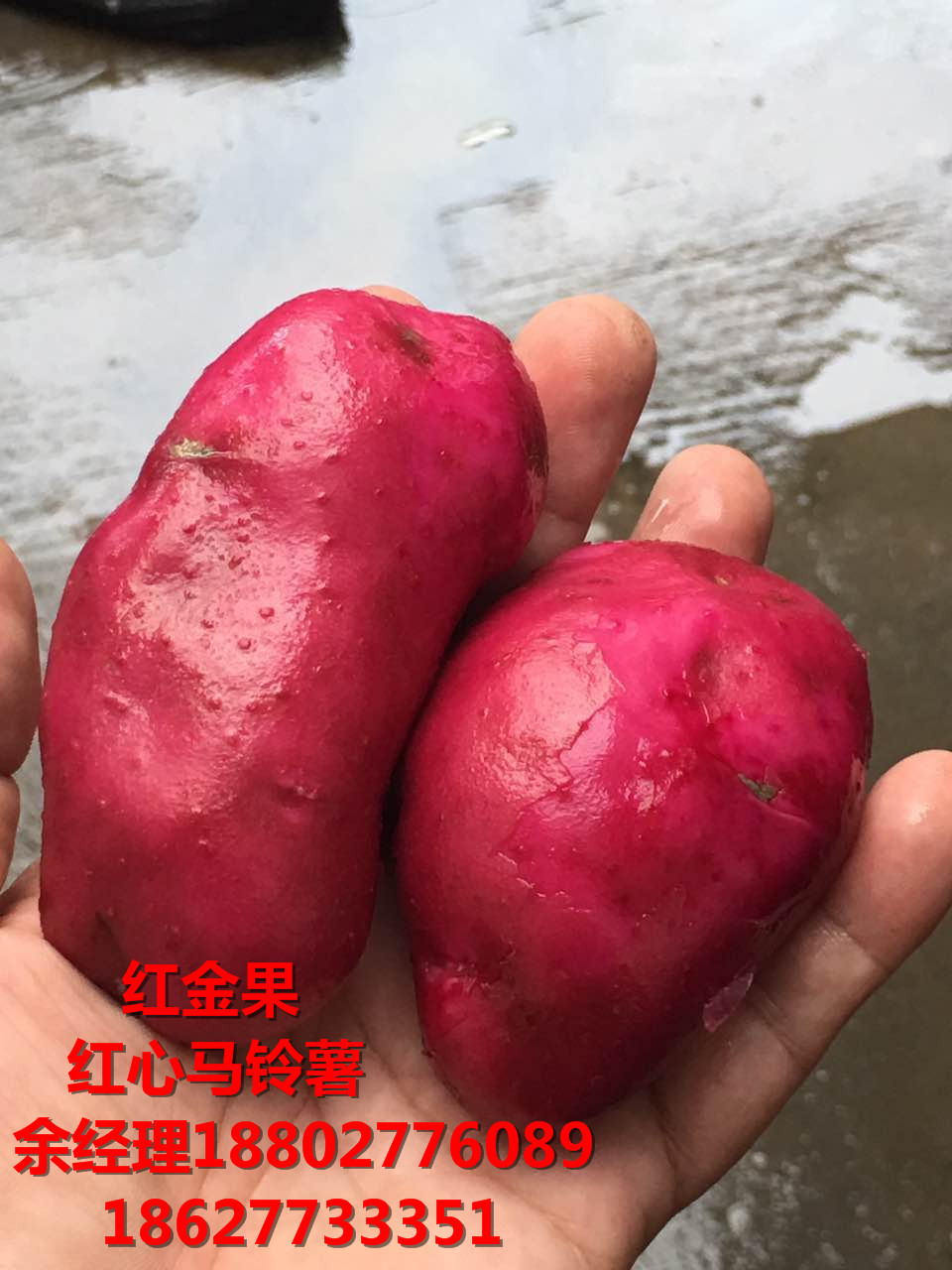 怎么种植红心土豆 余经理 18802776089