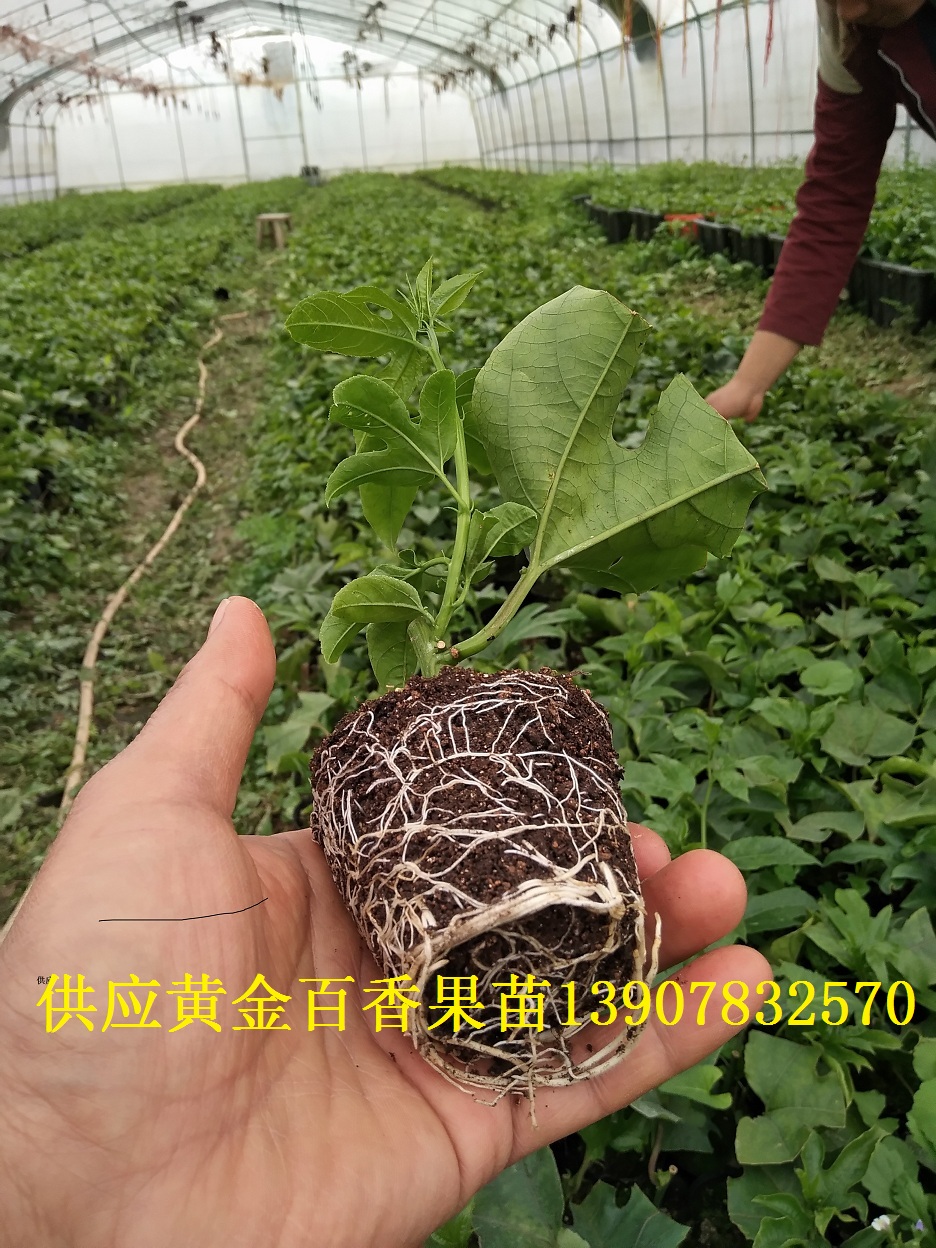 百香果苗圖片/百香果苗樣板圖 (2)