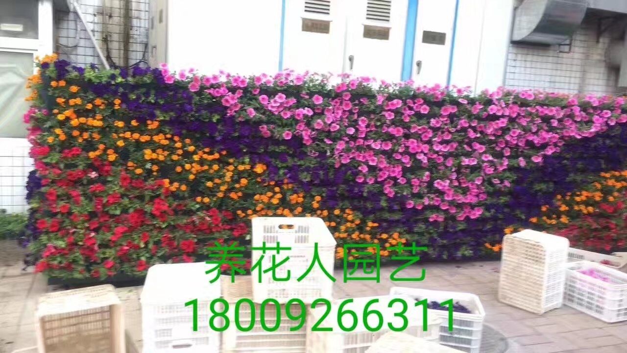 西安廣場花壇草花 西安草花租擺圖片