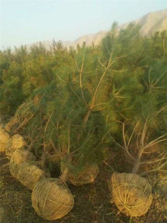 河北油松圖片/河北油松樣板圖 (1)