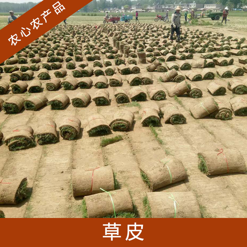 浙江草皮批發(fā)價(jià)格_浙江草皮基地_浙江草皮種植_基地直銷(xiāo)
