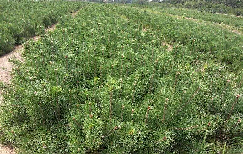 河北油松圖片/河北油松樣板圖 (3)