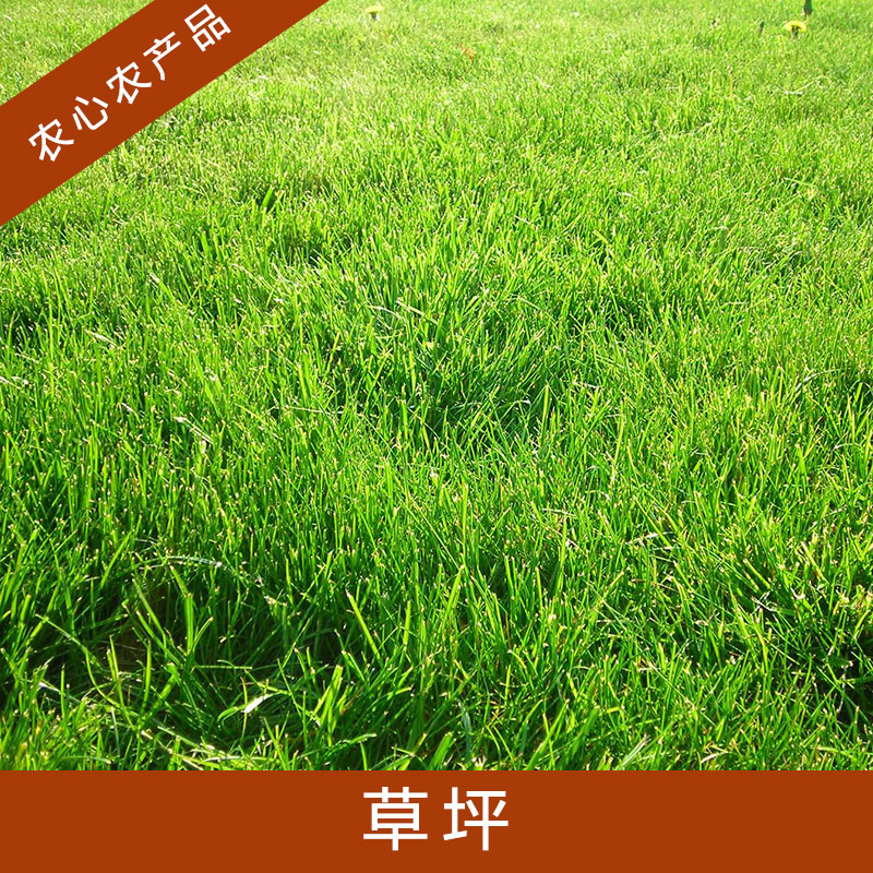 草坪圖片/草坪樣板圖 (1)