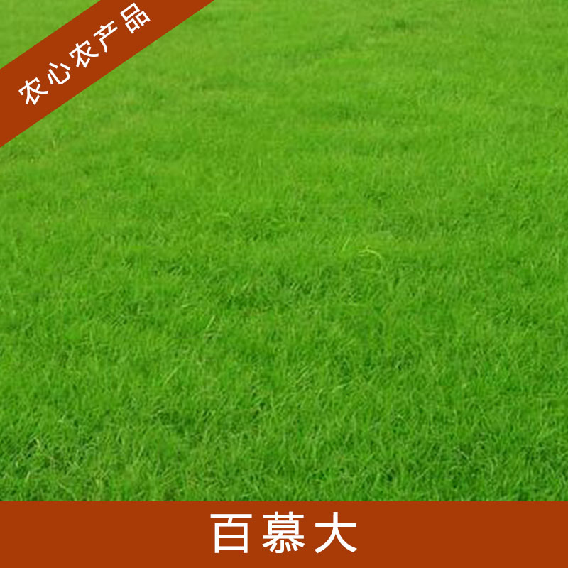上海百慕大草皮哪里有基地@上海百慕大草皮@上海百慕大批發(fā)