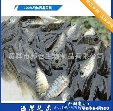 高雄性魚苗品種 魚苗供應(yīng)商 魚苗廠家魚苗批發(fā)