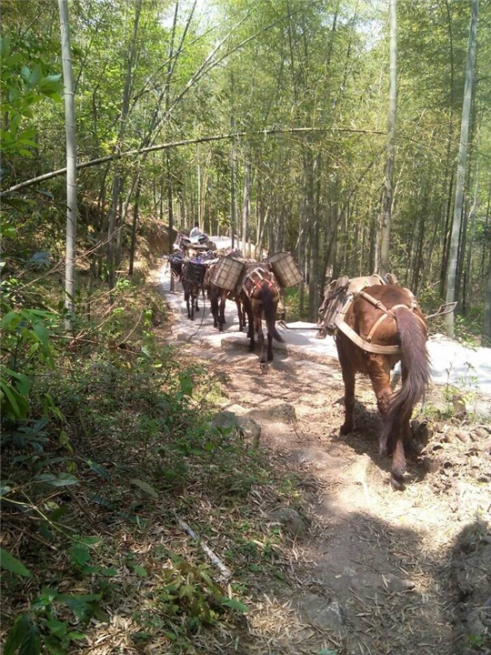 馬幫圖片/馬幫樣板圖 (2)