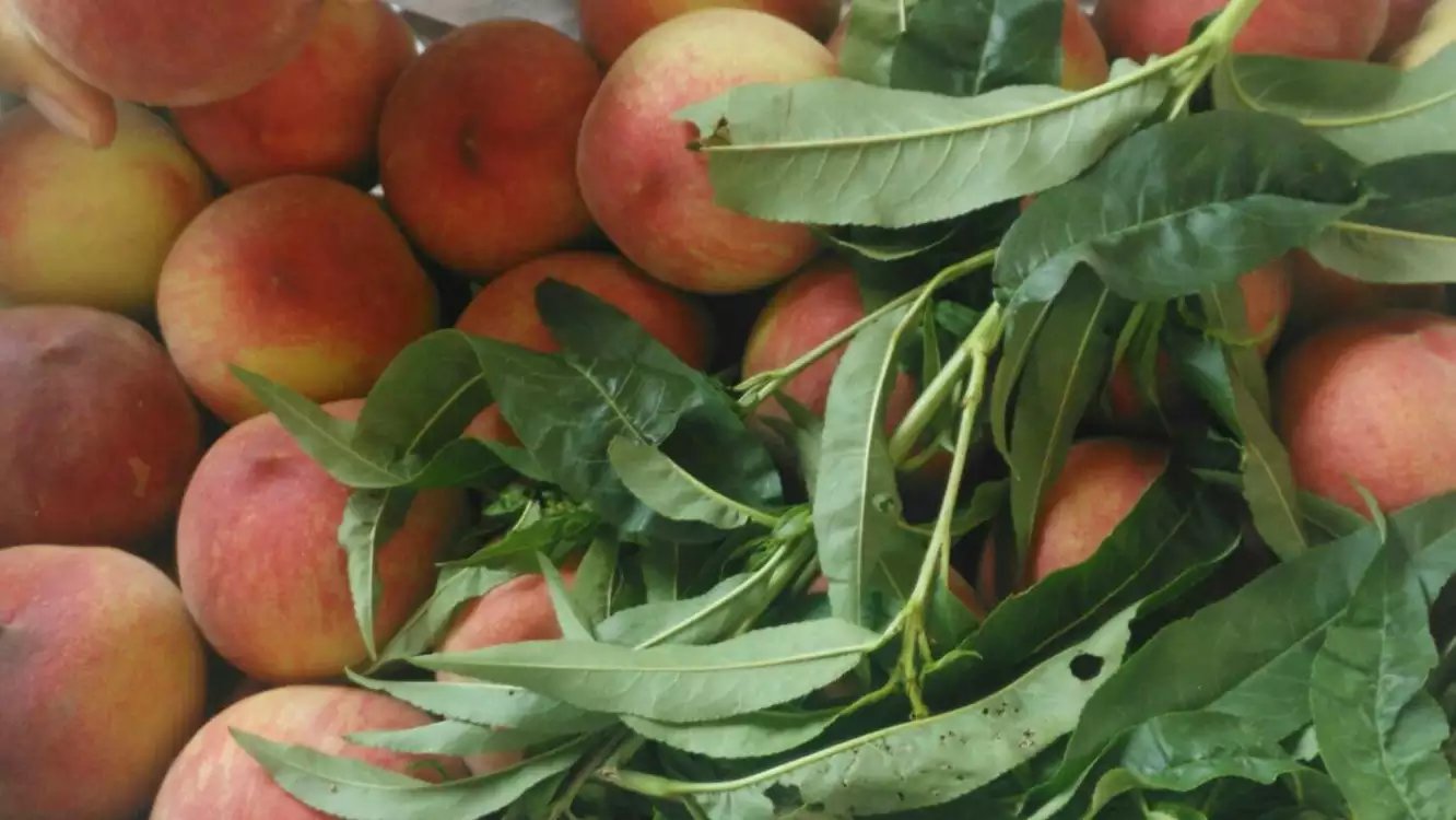 紅不軟毛桃圖片/紅不軟毛桃樣板圖 (1)