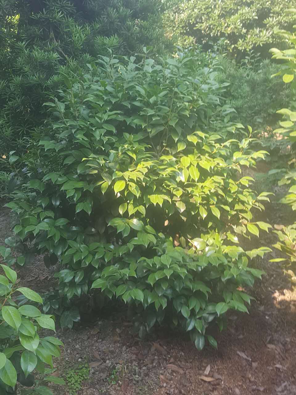 茶花苗圖片/茶花苗樣板圖 (1)