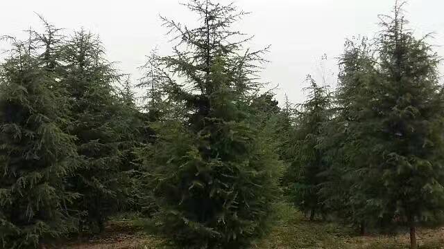 河南雪松價格圖片