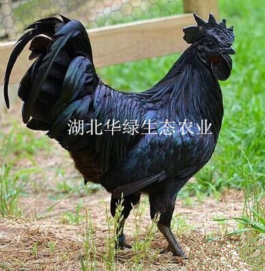 綠殼蛋雞苗圖片/綠殼蛋雞苗樣板圖 (3)