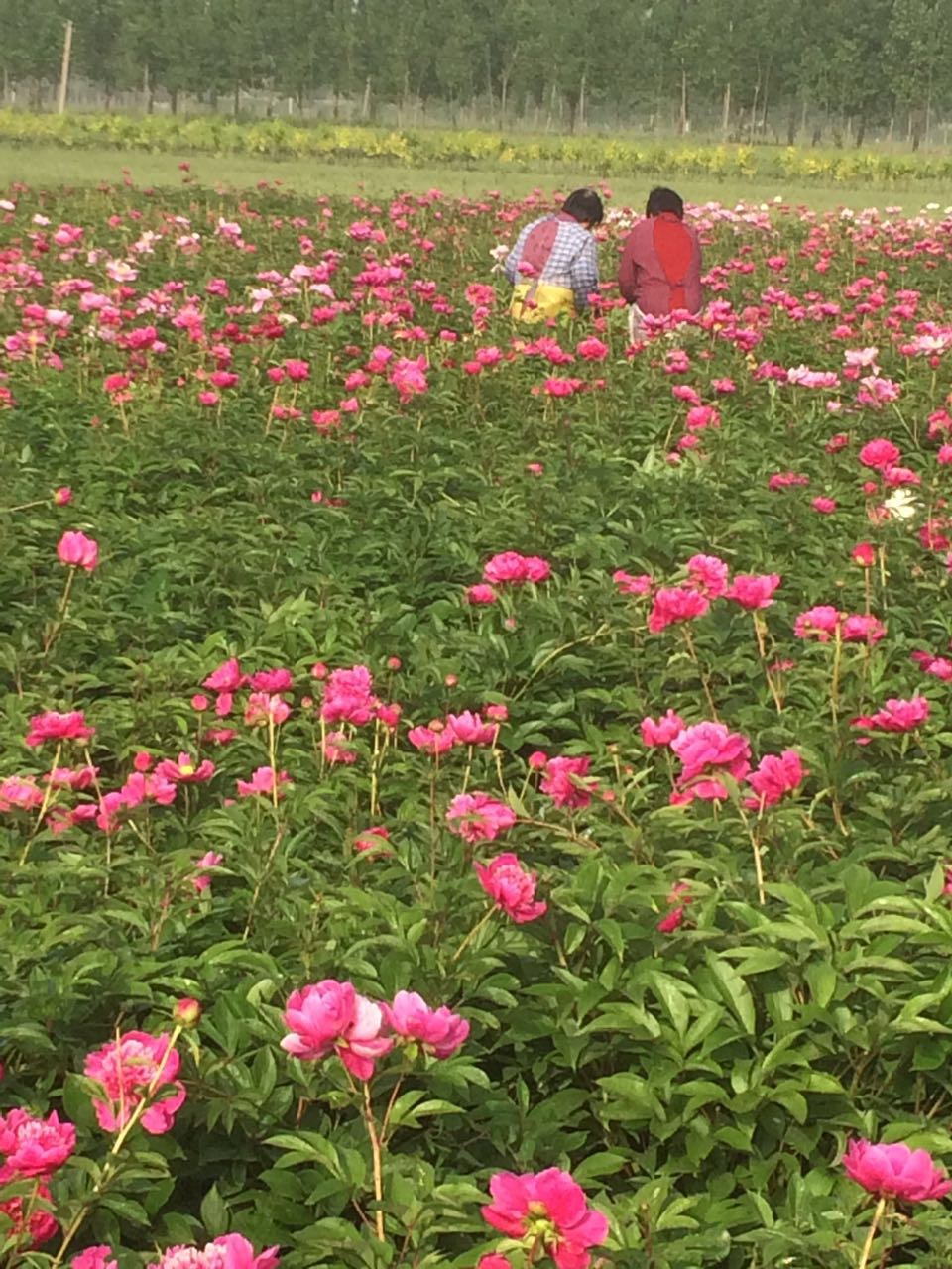 2017芍藥花價(jià)格圖片/2017芍藥花價(jià)格樣板圖 (1)