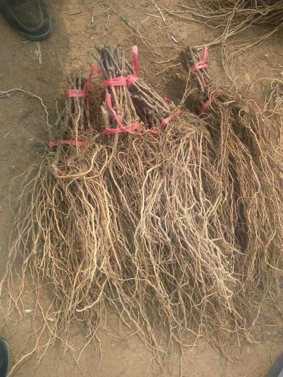 葡萄苗圖片/葡萄苗樣板圖 (2)