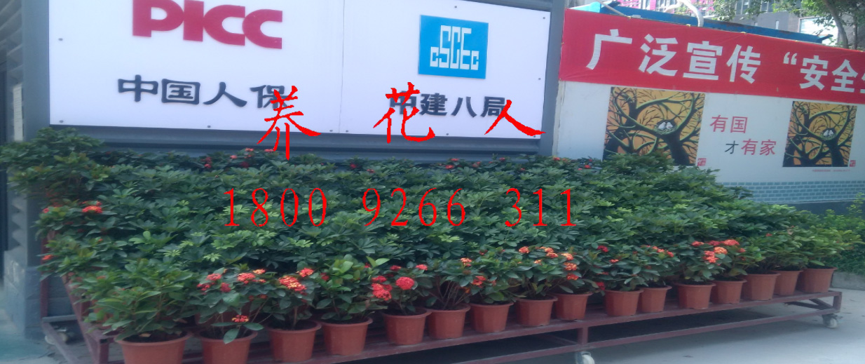 西安花卉圖片/西安花卉樣板圖 (4)