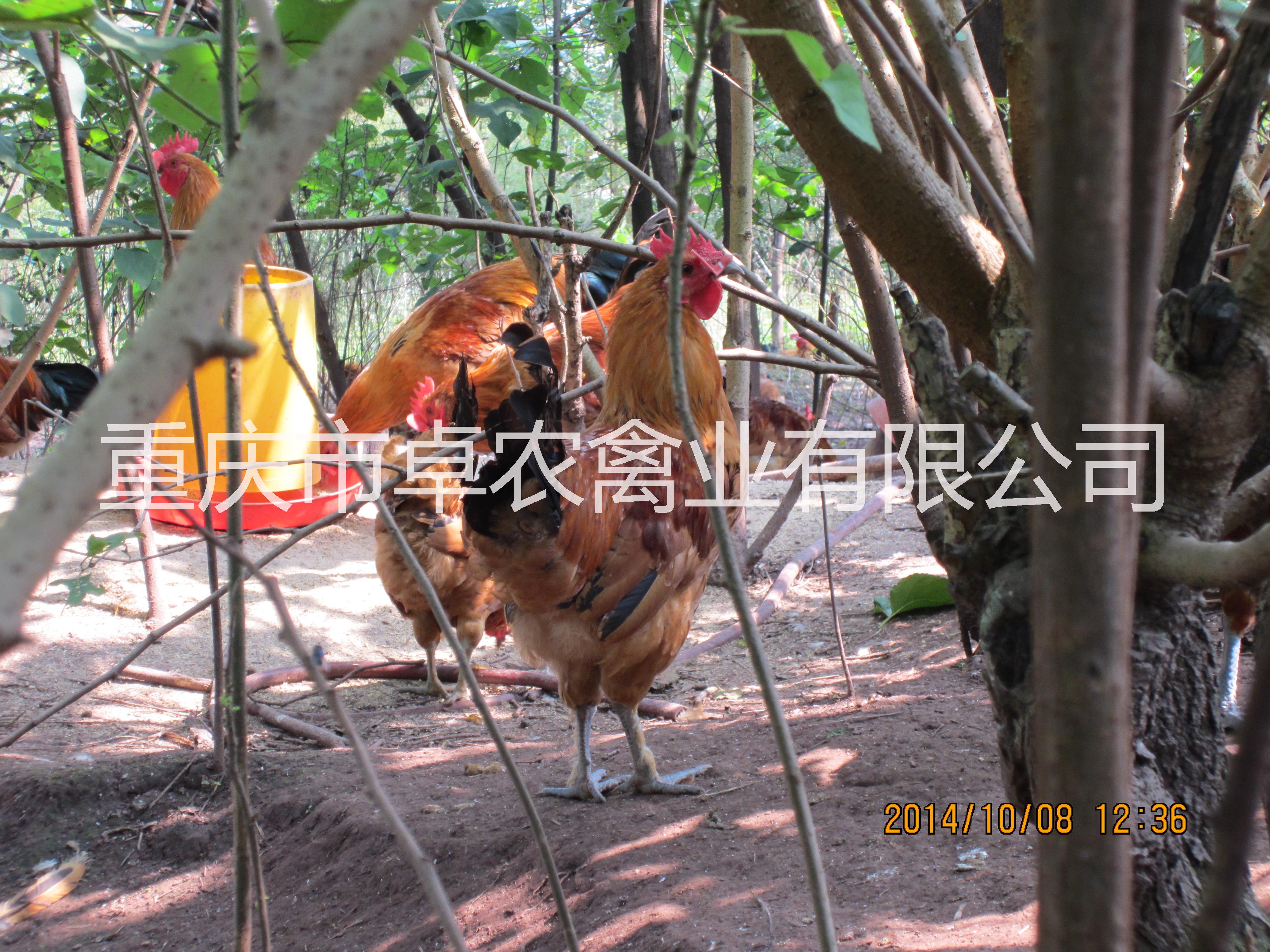 土雞苗圖片/土雞苗樣板圖 (2)