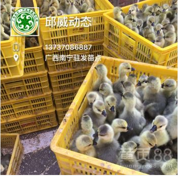 獅頭鵝苗圖片/獅頭鵝苗樣板圖 (3)