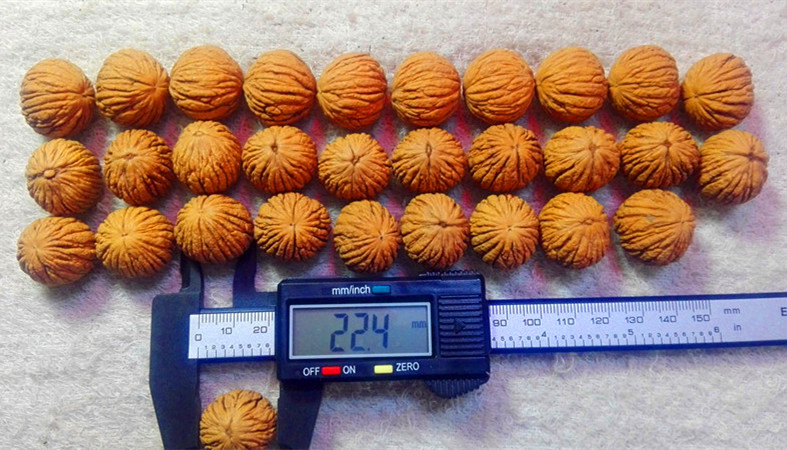 粒徑20-45mm美國猴頭核桃2萬粒清倉甩賣