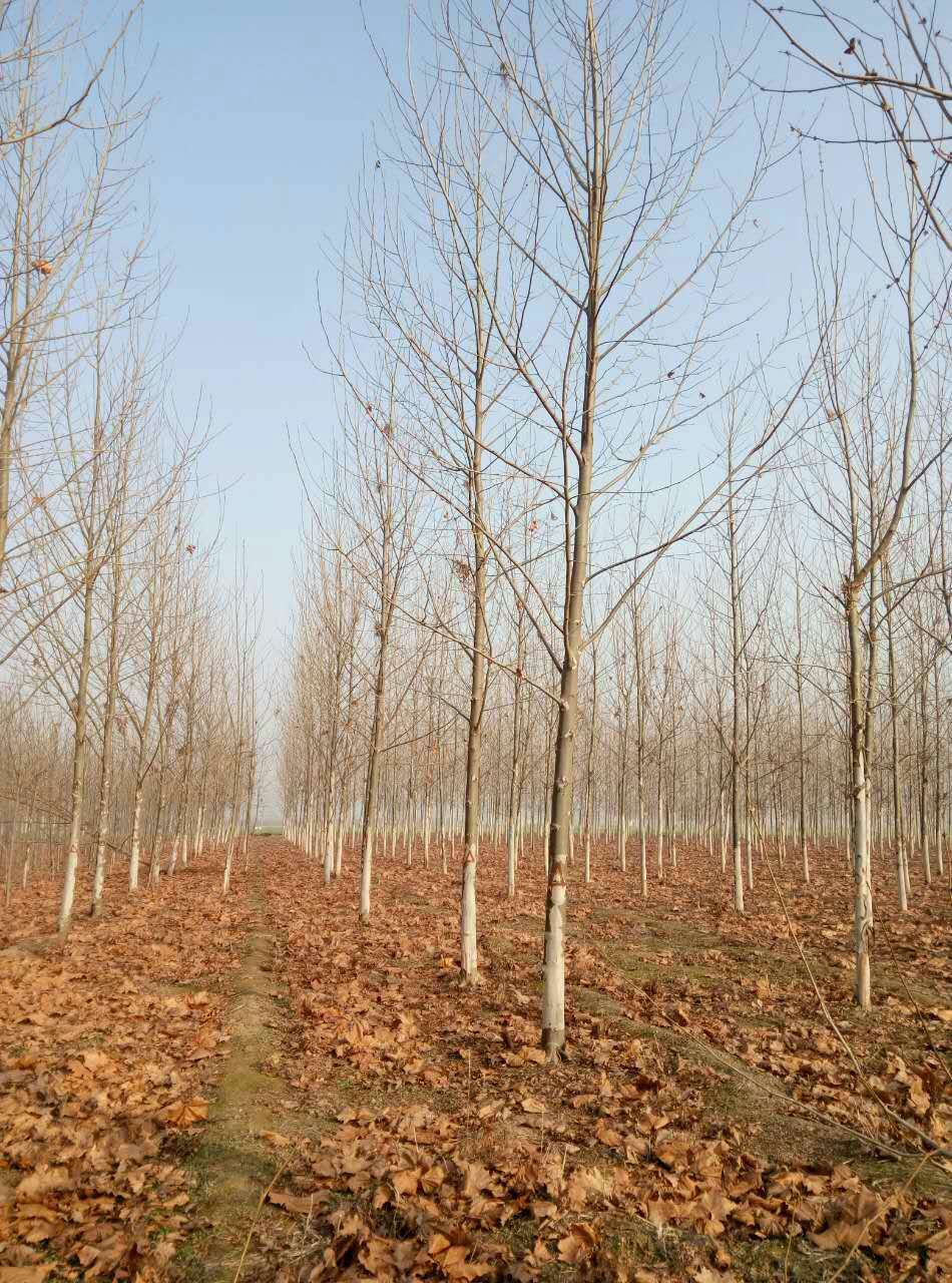 法桐 梧桐樹苗 法桐樹苗 小苗 中國梧桐樹 速生法桐樹苗綠化苗木