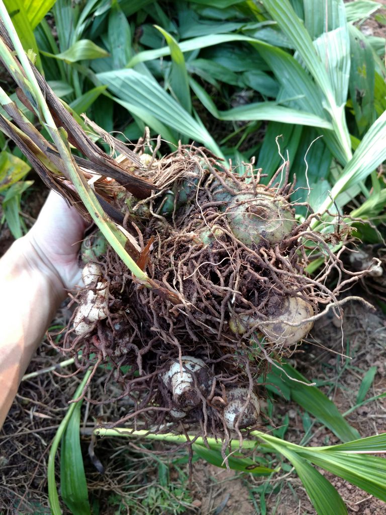 白芨種苗圖片/白芨種苗樣板圖 (2)