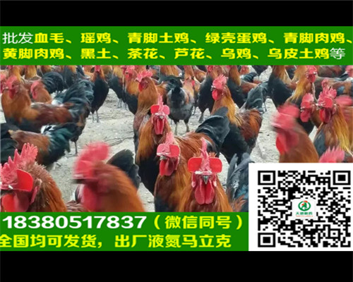 六盤水五黑綠殼蛋雞苗批發(fā)商，五黑綠殼蛋雞苗圖片