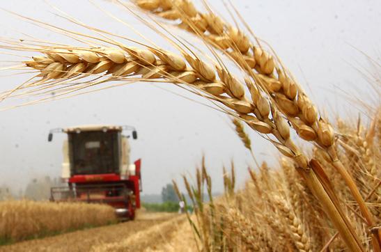 種植圖片/種植樣板圖 (4)