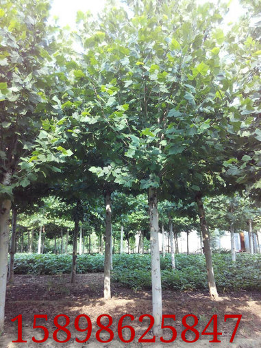 8-15公分速生法桐2年冠 廠家大量銷售法桐