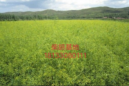 柴胡圖片/柴胡樣板圖 (2)
