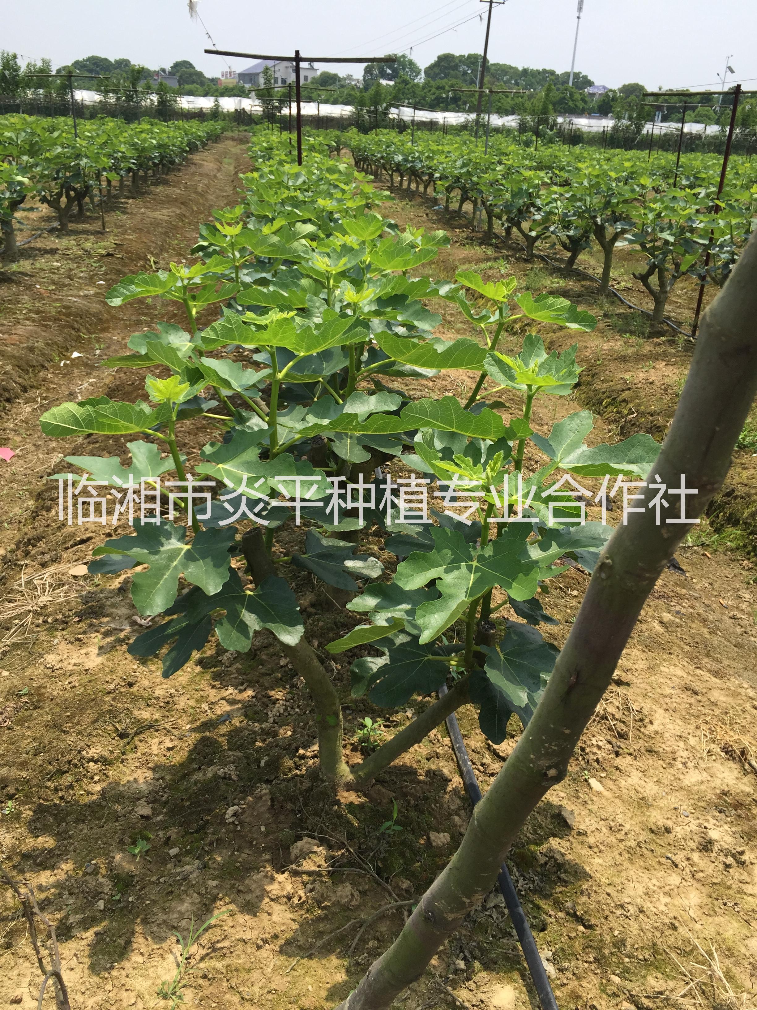 無花果樹苗