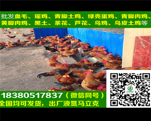 濟(jì)南雞苗圖片