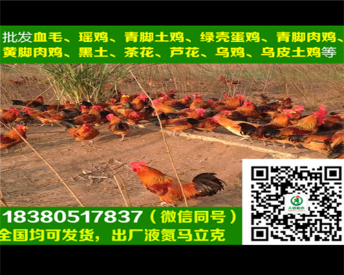 烏雞苗圖片/烏雞苗樣板圖 (2)