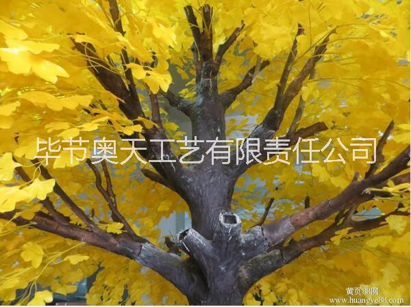 銀杏樹圖片/銀杏樹樣板圖 (4)