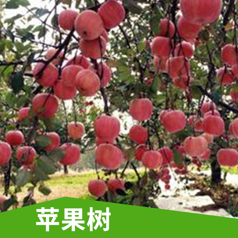 蘋果樹圖片/蘋果樹樣板圖 (2)
