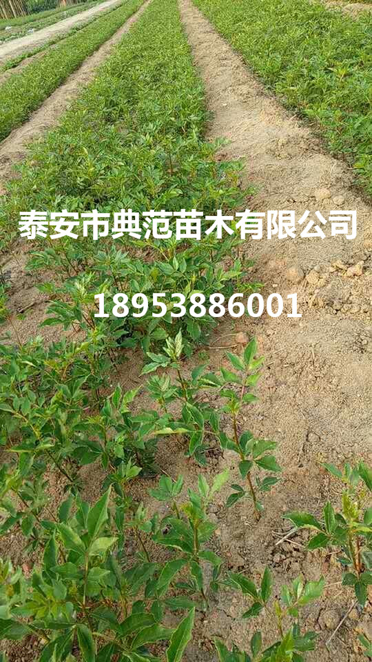 花椒苗小苗繁育基地 20公分優(yōu)質(zhì)大紅袍花椒苗批發(fā)供應(yīng)