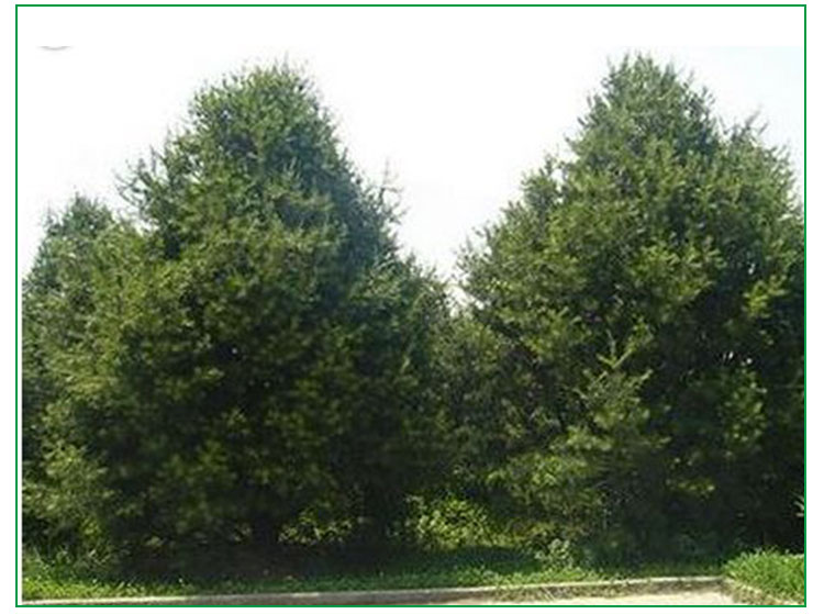 白皮松價圖片/白皮松價樣板圖 (2)