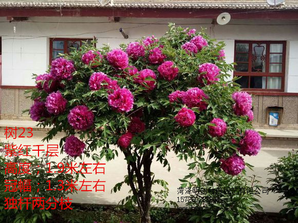 哪里的牡丹便宜 哪里的牡丹好 哪里有承建牡丹園的公司 哪里的觀賞牡丹好 觀賞牡丹 觀賞芍藥批發(fā)基地
