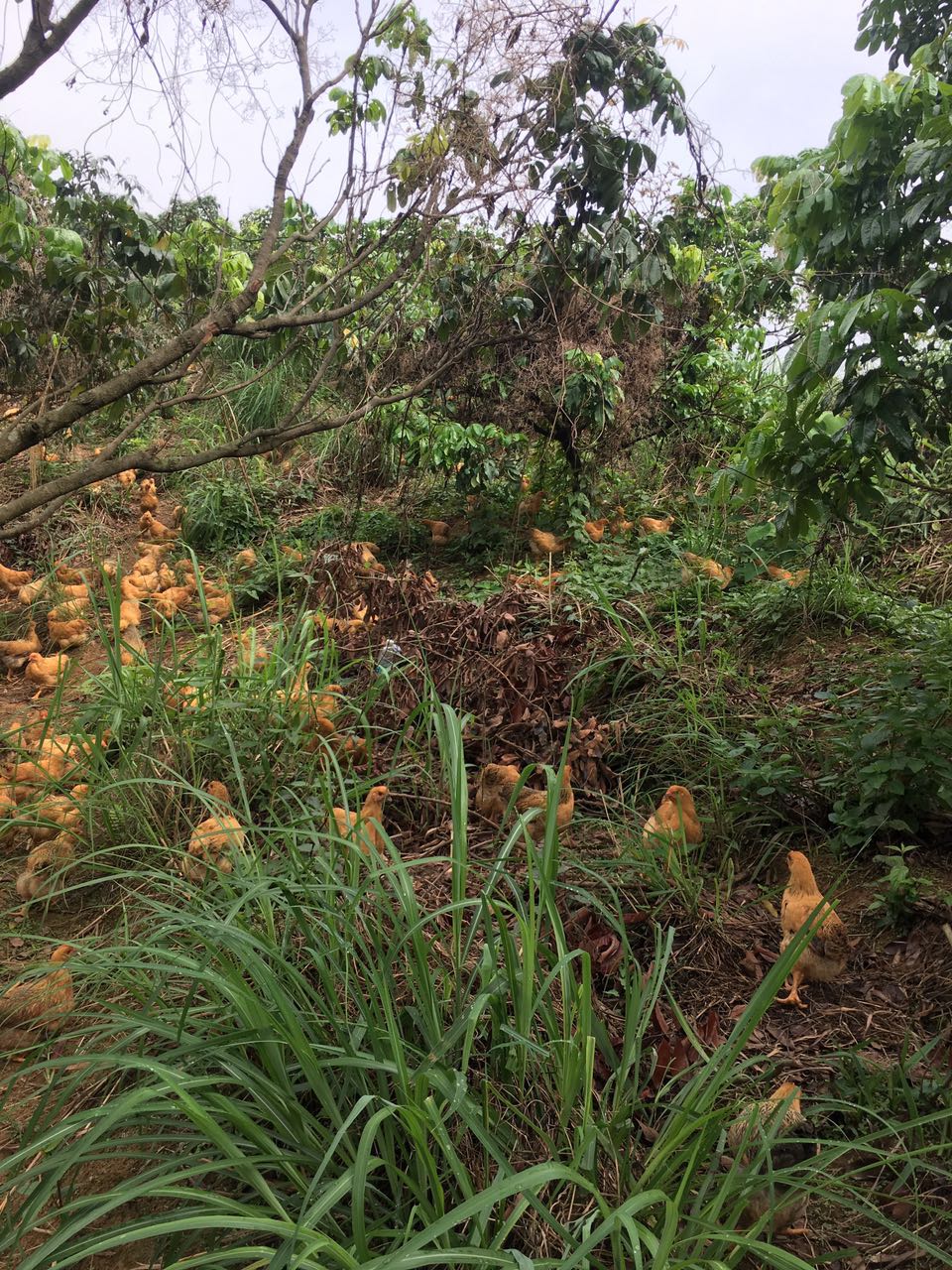 走地雞圖片/走地雞樣板圖 (3)