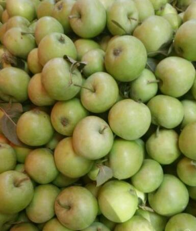 山東早熟蘋果什么時(shí)候上市圖片