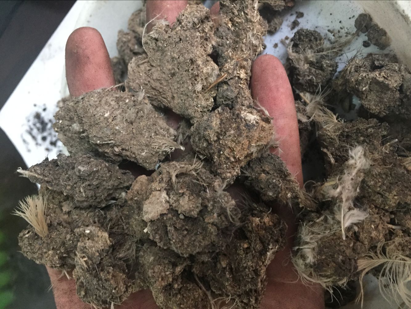 鄭州純雞糞塊 干雞糞 有機肥圖片/鄭州純雞糞塊 干雞糞 有機肥樣板圖 (2)